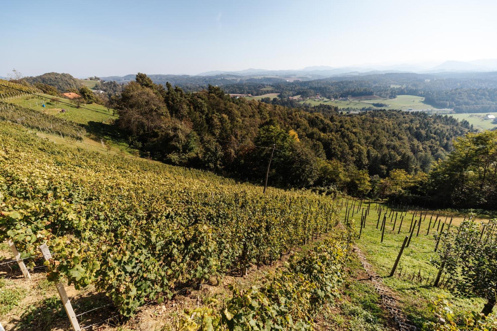 Vineyard Paradise Senica Dramlje 외부 사진